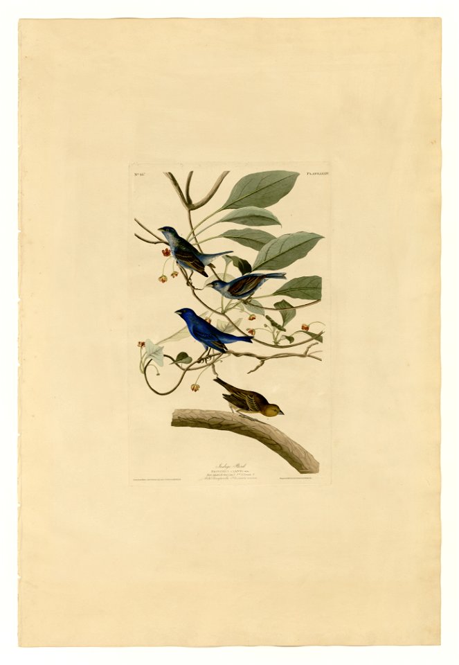 74 Indigo Bird