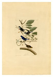 74 Indigo Bird