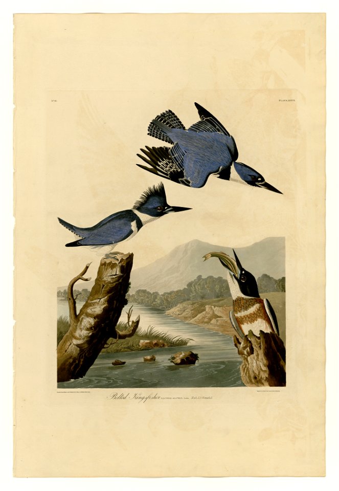 77 Belted Kingfisher