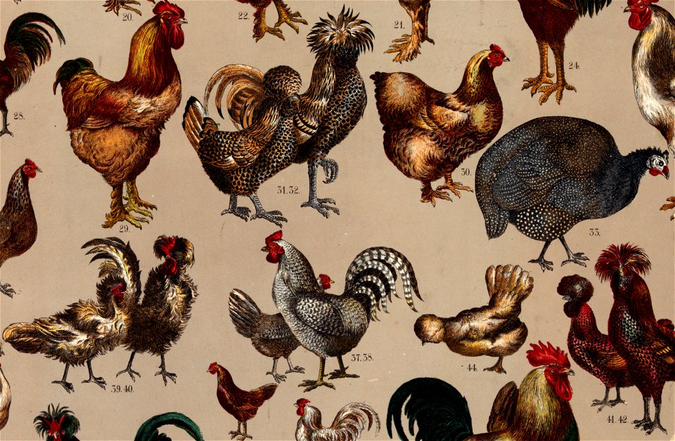 8 Poultry