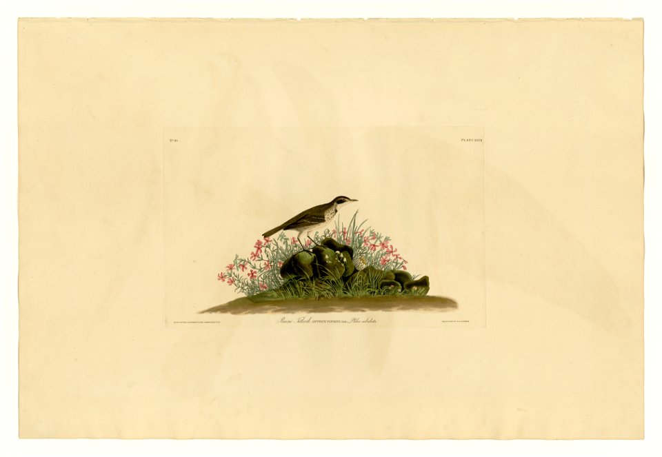 80 Prairie Titlark