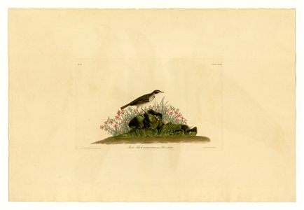 80 Prairie Titlark