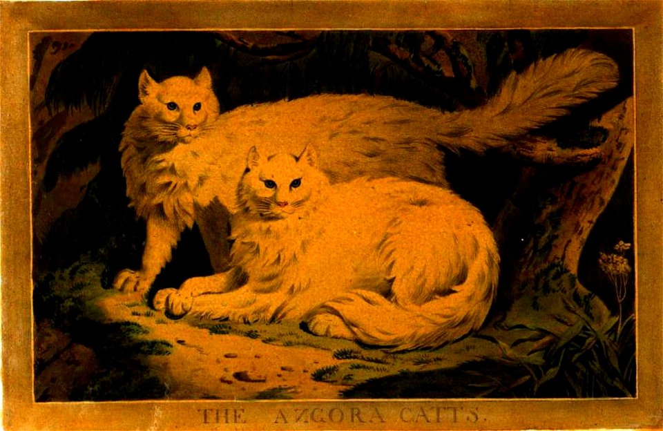 8, Persian Cat, Charles Catton's Animals (1788) (cropped)