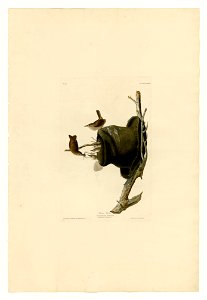 83 House Wren