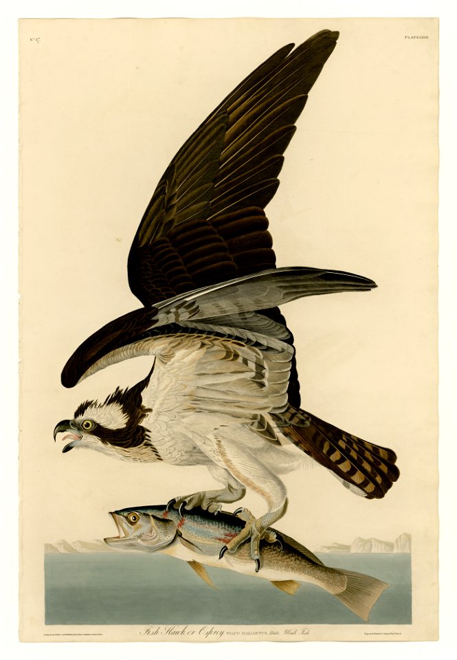 81 Fish Hawk or Osprey