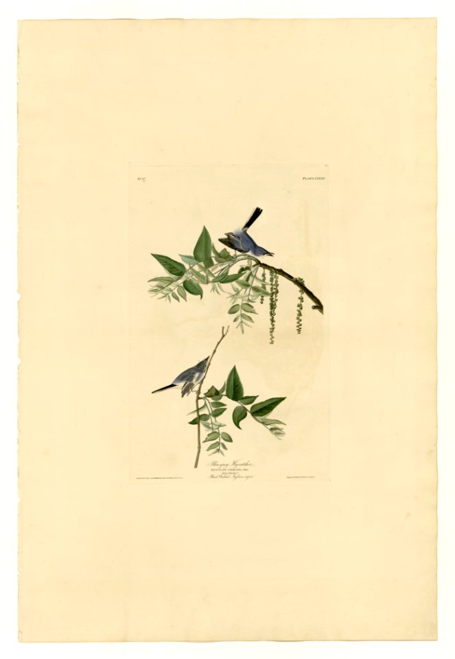 84 Blue-Grey Fly-catcher