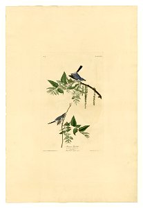 84 Blue-Grey Fly-catcher