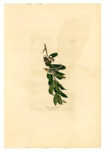 85 Yellow Throated Warbler