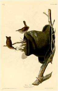 83 House Wren cropped-to-the-plate-only