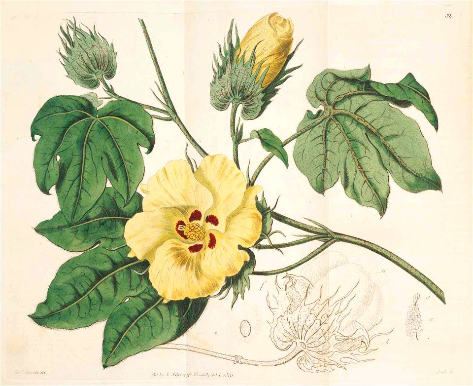 84 Gossypium barbadense