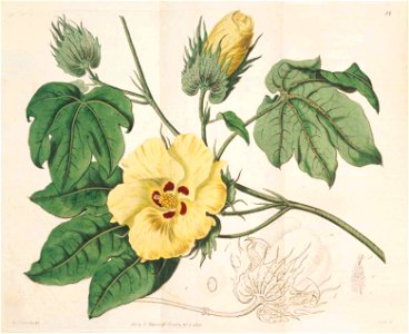84 Gossypium barbadense