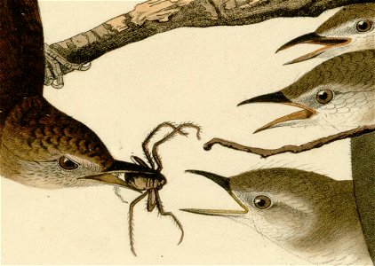 83 House-Wren-02 feeding-the-hungry-birds detail