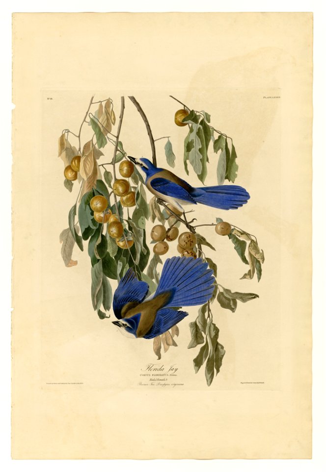 87 Florida Jay