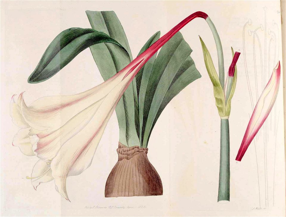 876 Hippeastrum elegans
