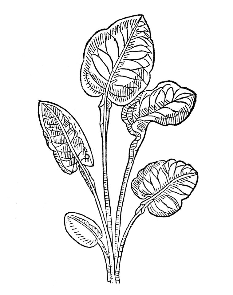 89 Colubrina naterwortz