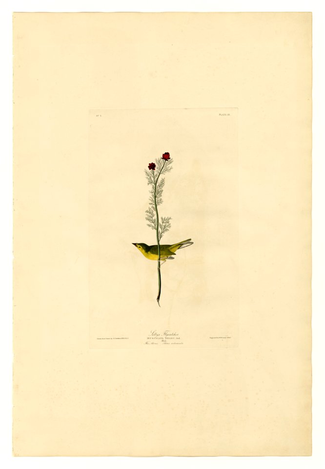 9 Selby's Flycatcher