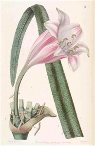 9 Crinum variabile