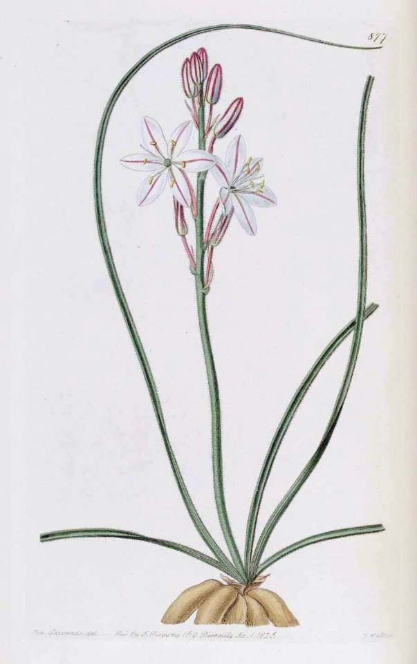 877 Trachyandra ciliata