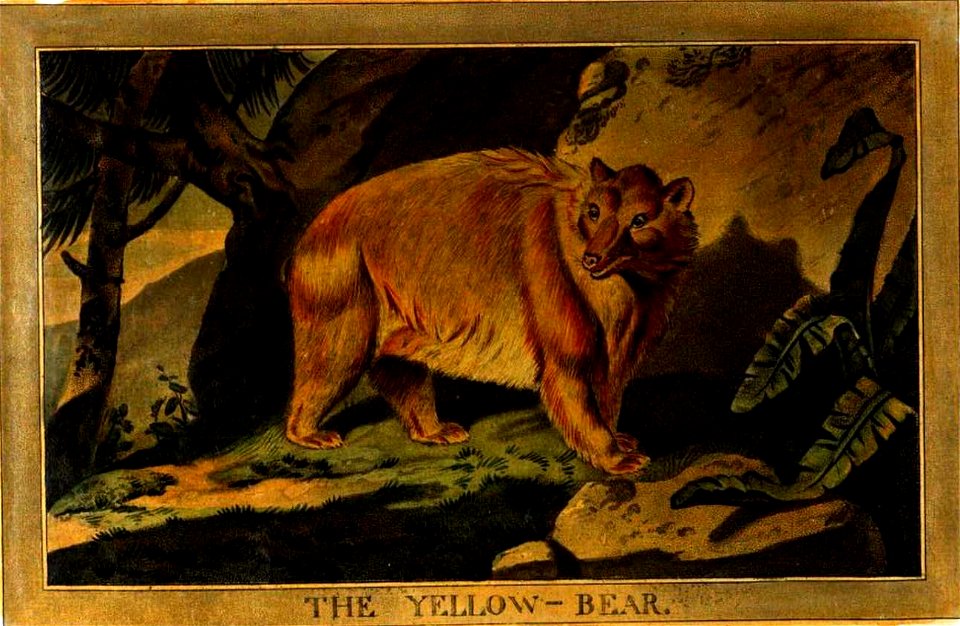 9, Yellow Bear, Charles Catton's Animals (1788) (cropped)