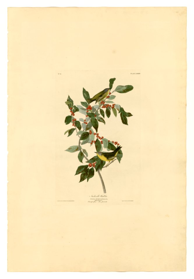89 Nashville Warbler