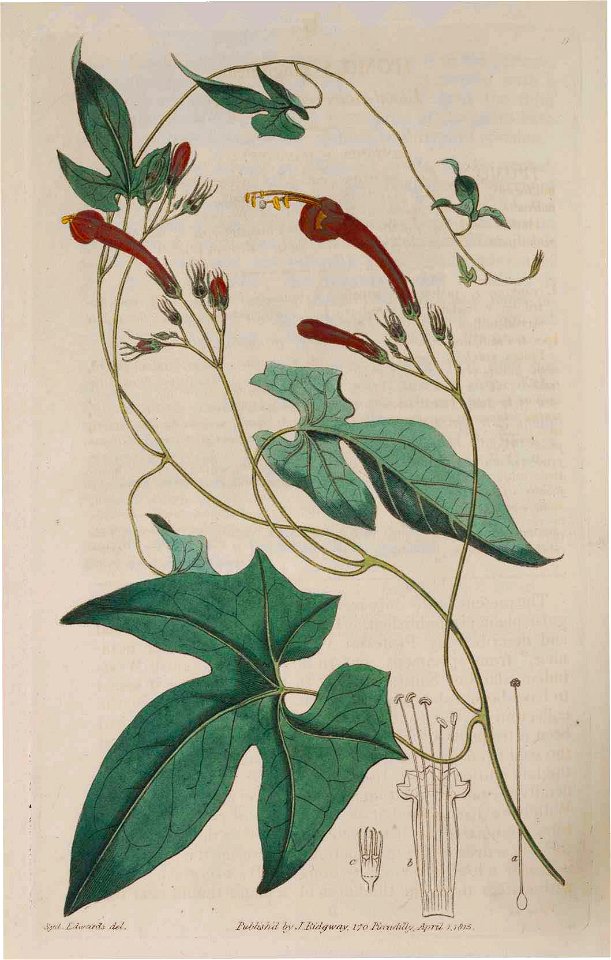 9 Ipomoea hederifolia