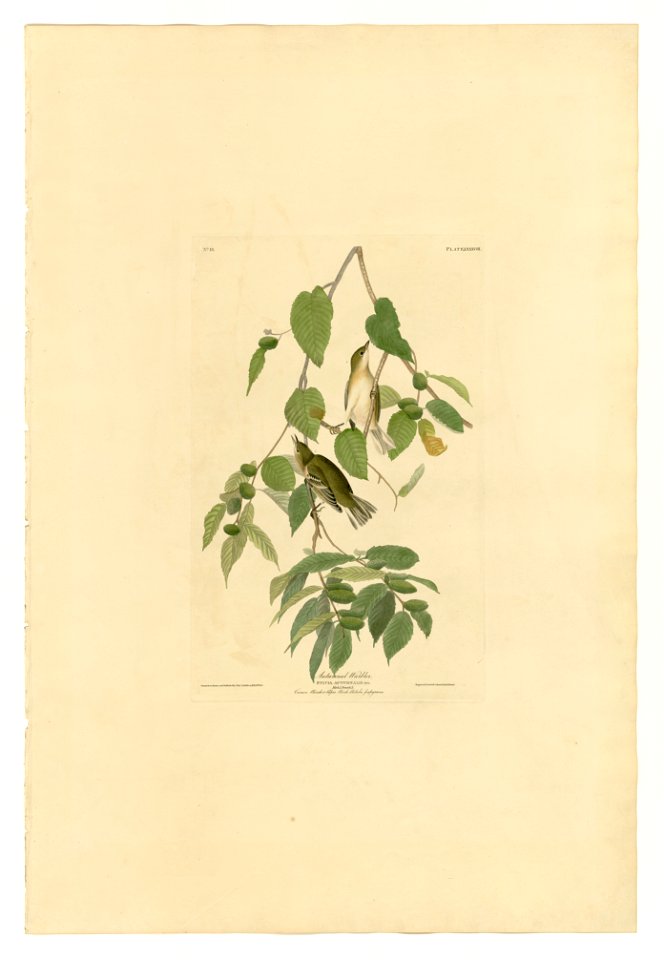 88 Autumnal Warbler