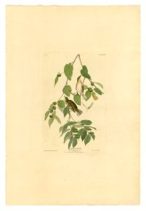 88 Autumnal Warbler