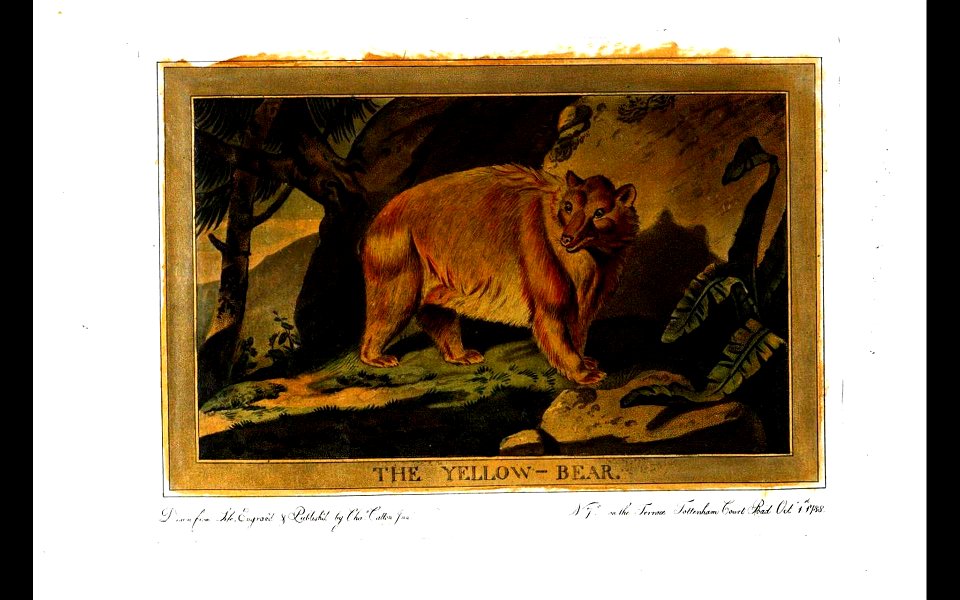 9, Yellow Bear, Charles Catton's Animals (1788)