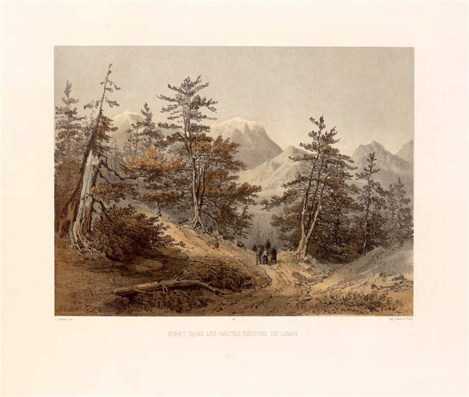 95.Foret dans les hautes regions du Liban