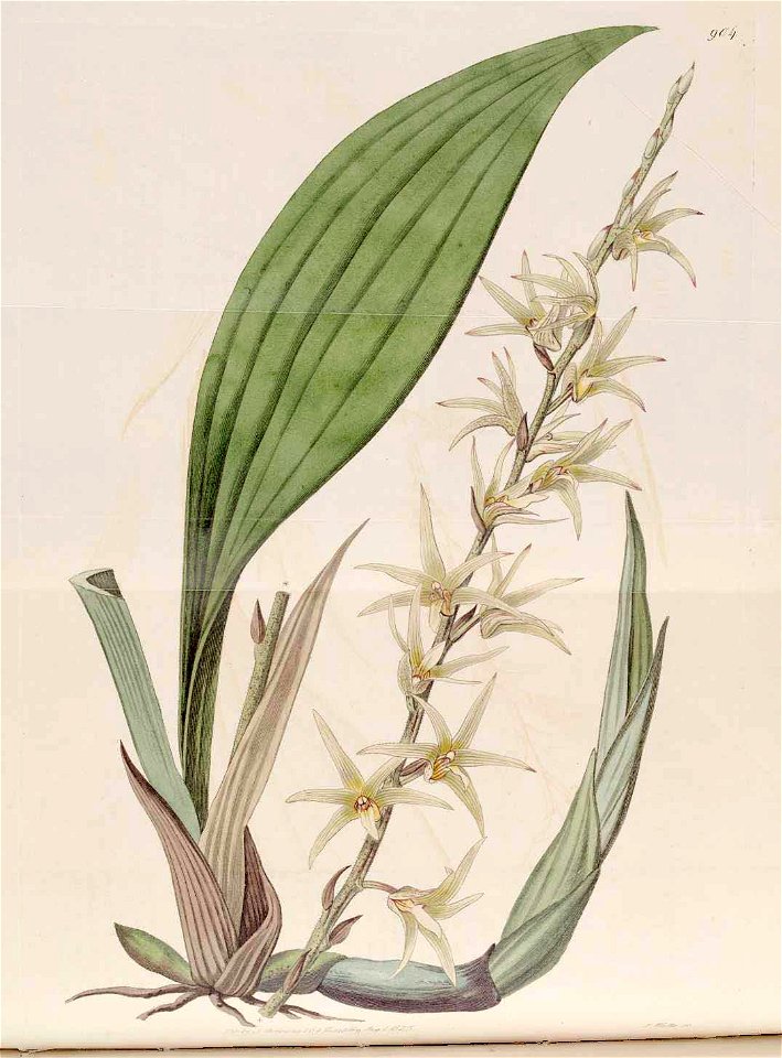 904 Eria javanica