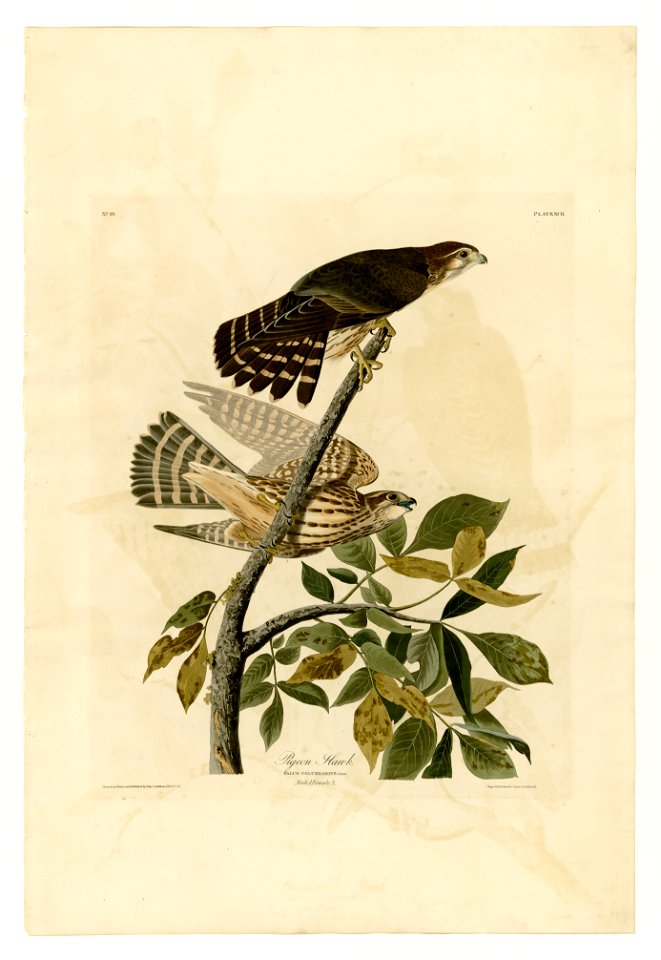 92 Pigeon Hawk