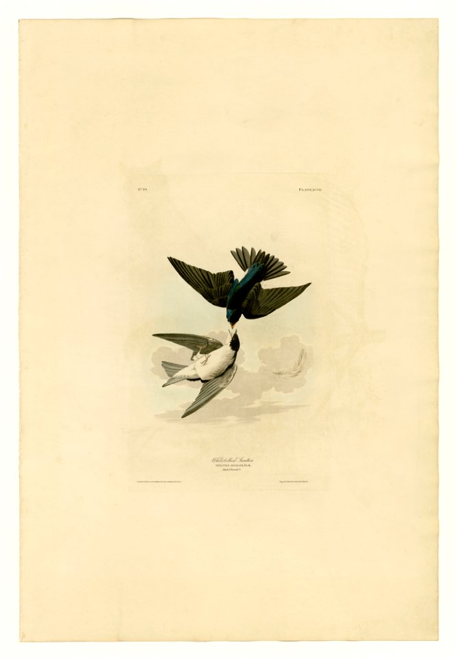 98 White-bellied Swallow