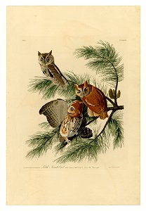 97 Little Screech Owl
