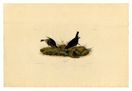 99 Cow-pen Bird