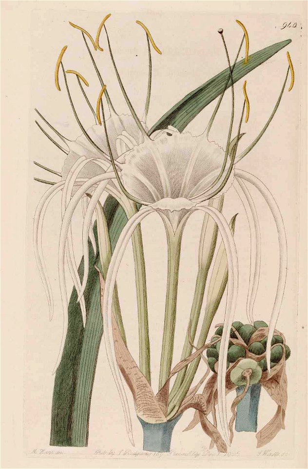 940 Hymenocallis harrisiana