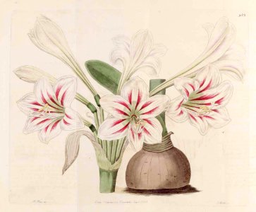 988 Hippeastrum vittatum
