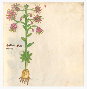 97 Auslasser Lilium martagon