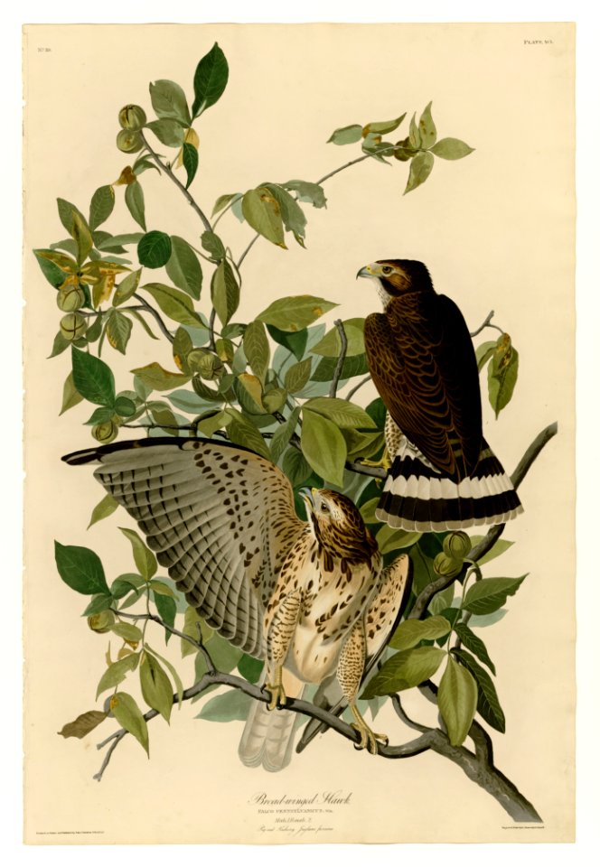 91 Broad-winged Hawk