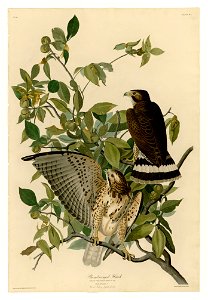 91 Broad-winged Hawk