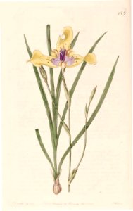 949 Cypella herbertii (as Moraea herbertii)