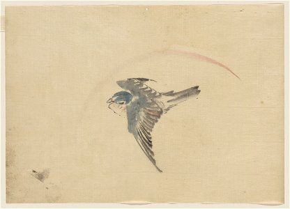 A bird flying to the left, seen from above LCCN2009631950