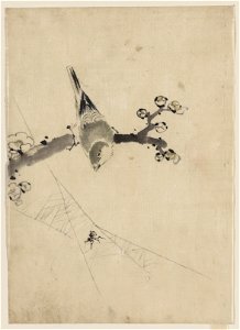 A bird perched on a tree branch with blossoms, watching a spider on a web LCCN2009631961