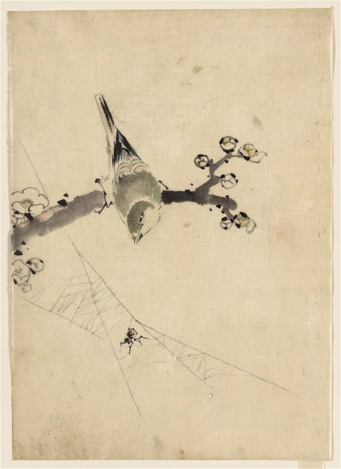 A bird perched on a tree branch with blossoms, watching a spider on a web LCCN2009631961