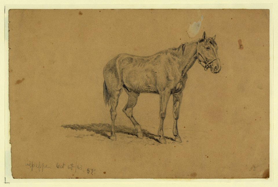 A cavalry horse LCCN2004661458