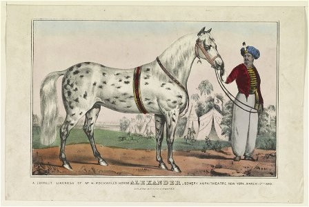 A correct likeness of Mr. H. Rockwell's horse Alexander- Bowery Amphitheatre, New York, March 17th 1840 LCCN91722834
