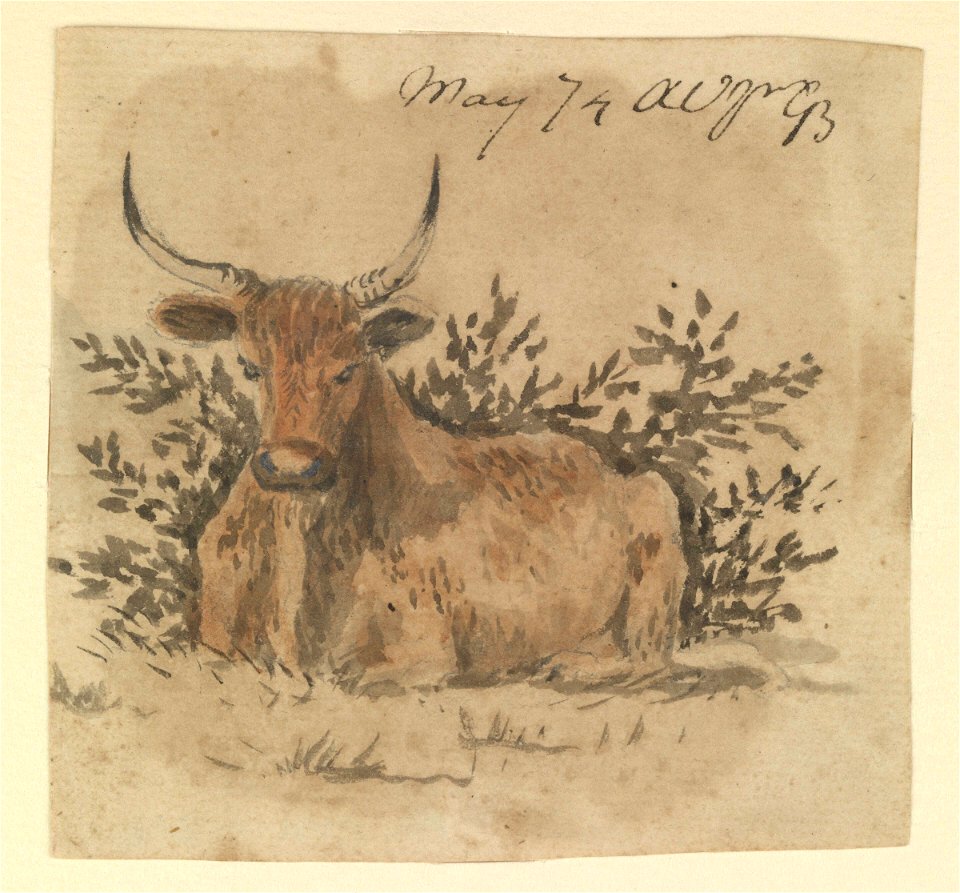 A cow, lying down (Bray album) RMG PT1979