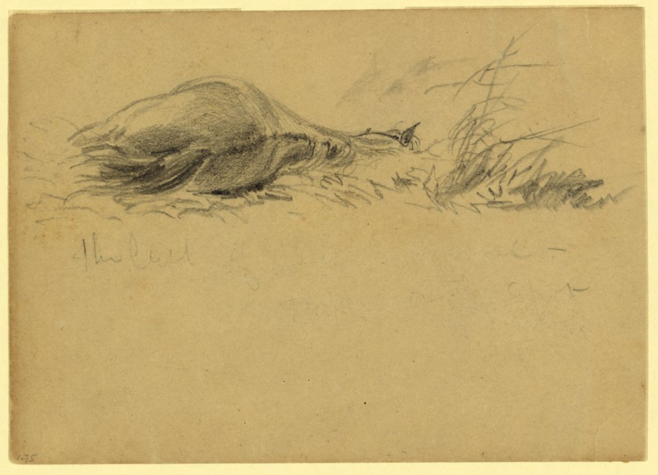 A dead horse LCCN2004660982