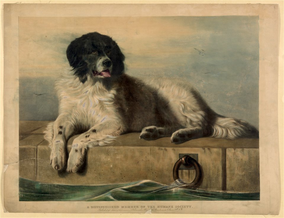A distinguished member of the Humane Society LCCN2003677810