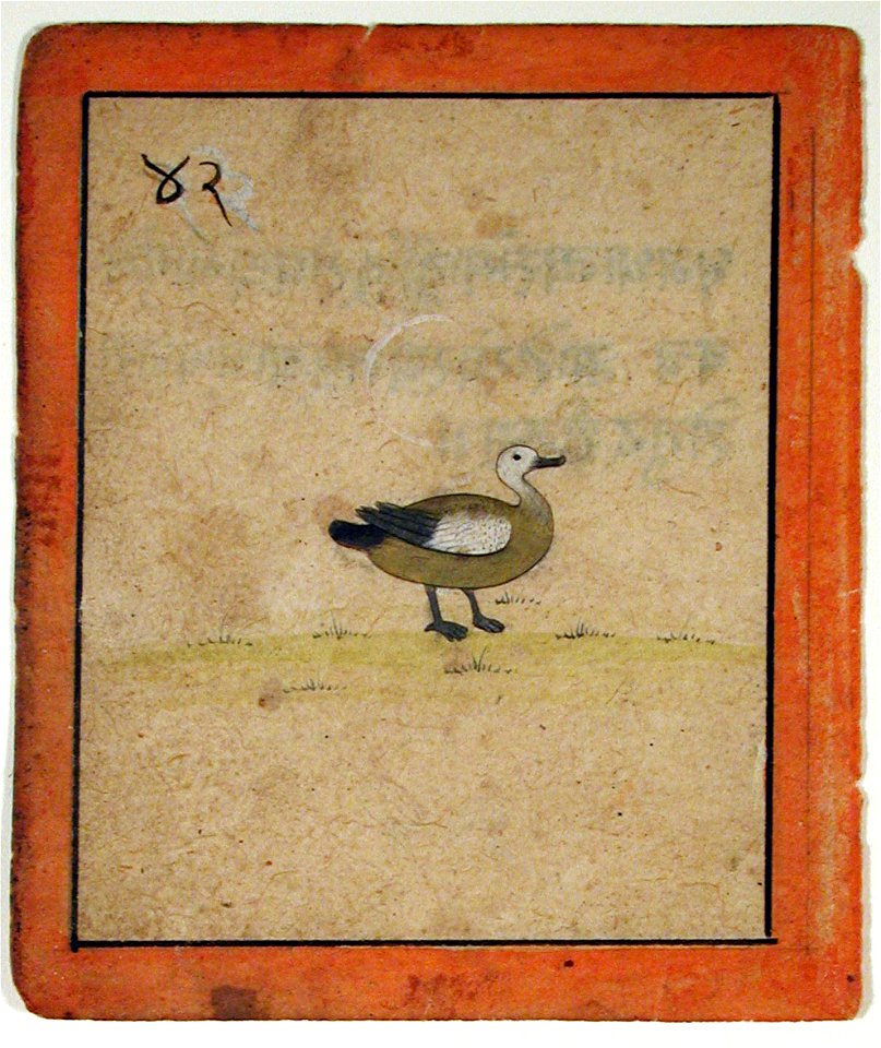 A duck (6125133746)