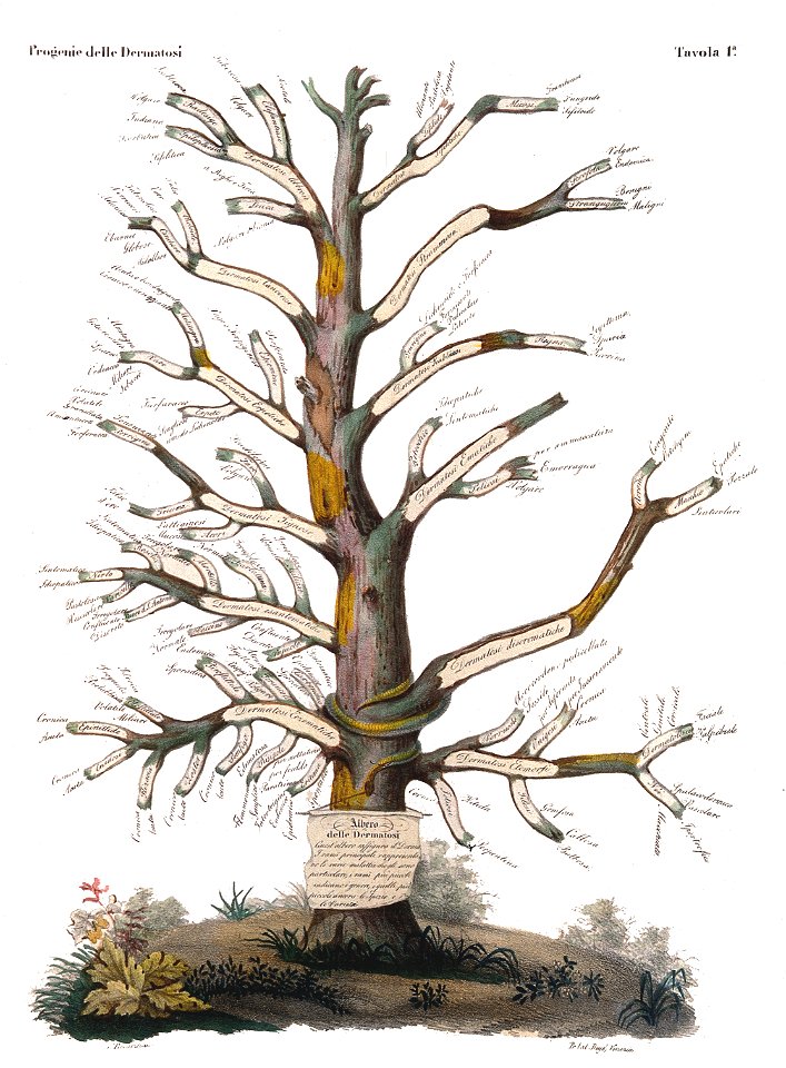 A family tree of skin diseases. Coloured lithograph by Picca Wellcome V0009589a